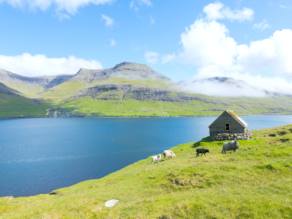 Sheep grazing next to water in Faroe Islands