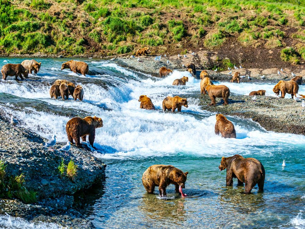 Brown bears hunting for salmon in river in McNeil River State Game Sanctuary, Alaska