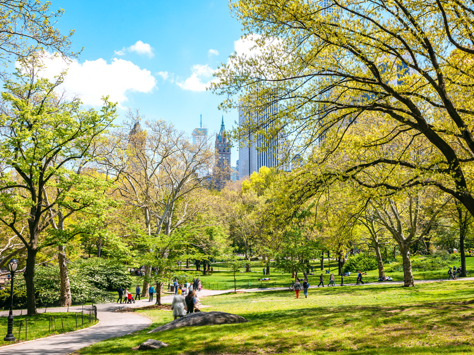 Pathway through fields and trees of Central Park in New York City, with skyscrapers in distance
