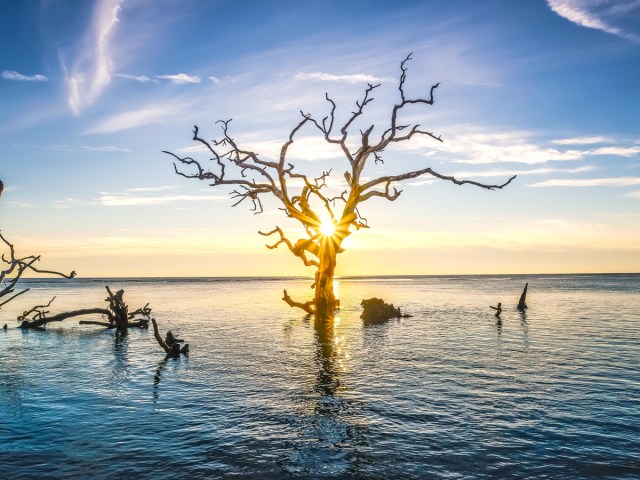 Bare, twisted tree trunks poking out of waters off Boneyard Beach in Florida at sunset