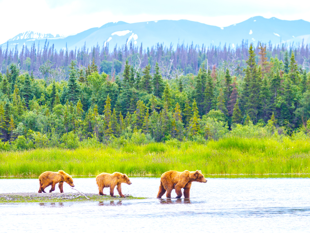 Group of brown bears in river in Alaska's Katmai National Park and Preserve