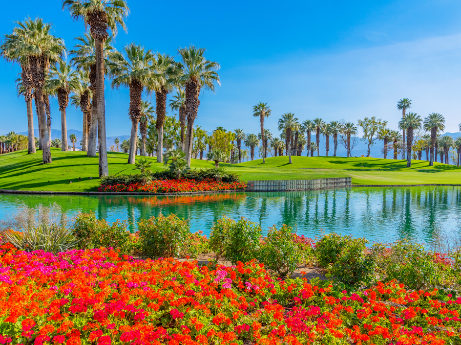 Palm trees and red flowers lining pond and golf course in Palm Desert, California