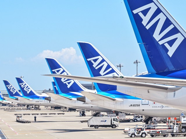 Tails of All Nippon Airways (ANA) aircraft parked at their gates