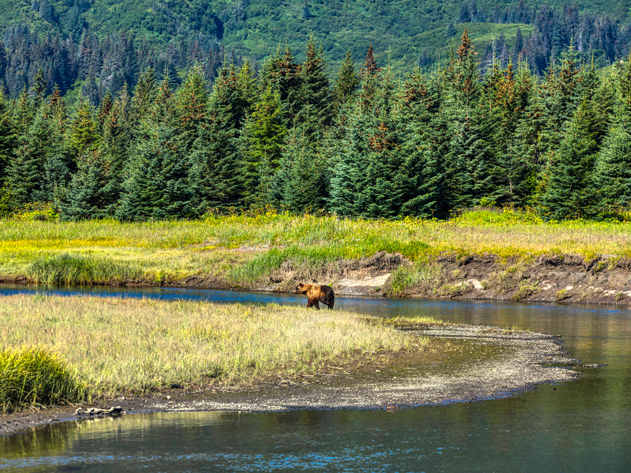 Brown bear next to river in Lake Clark National Park and Preserve, Alaska