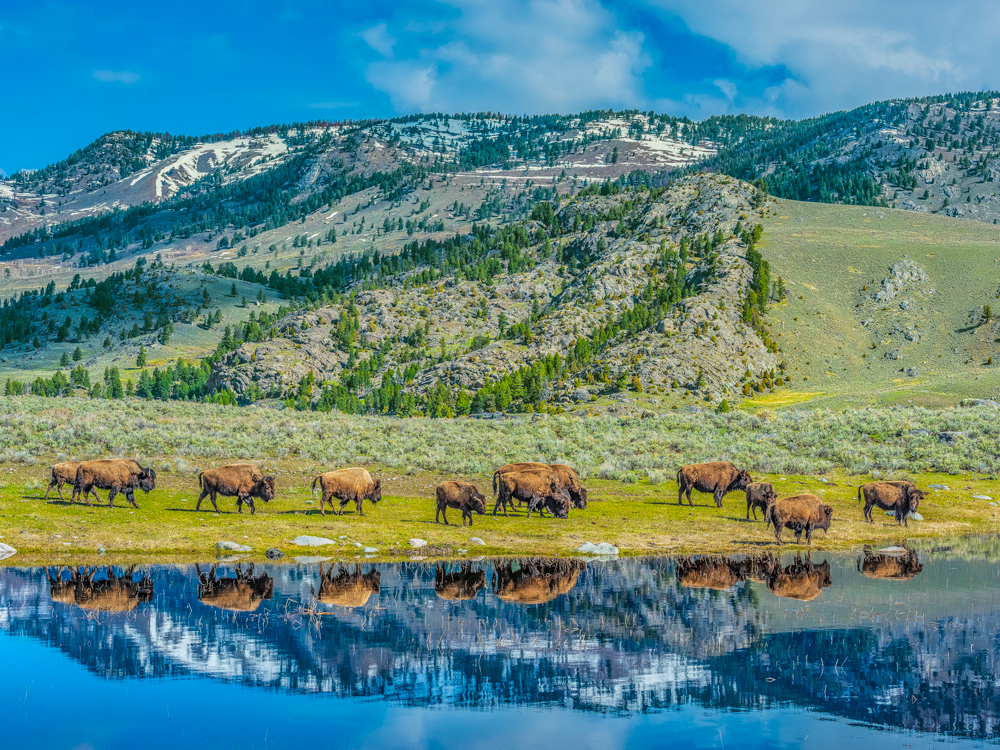Herd of bison grazing beside lake in Yellowstone National Park, Wyoming