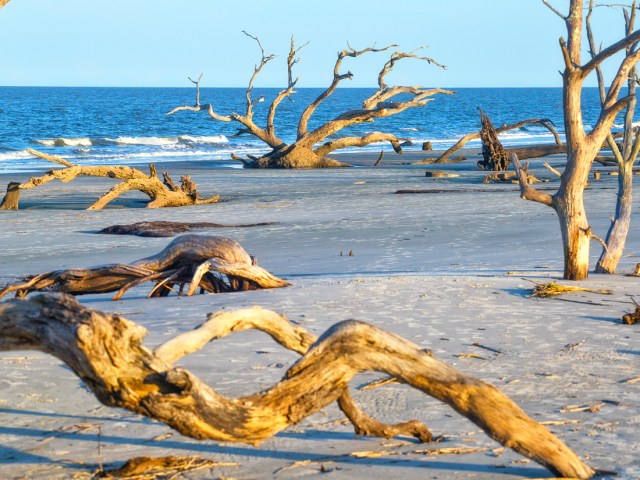 Driftwood on beach on Jekyll Island in Georgia
