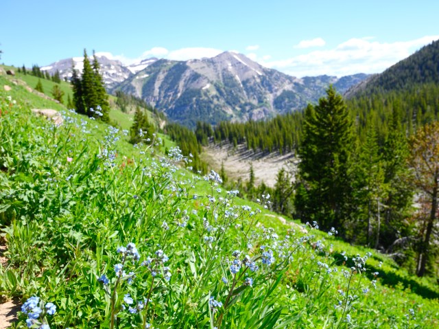 Flowers blooming on mountainside