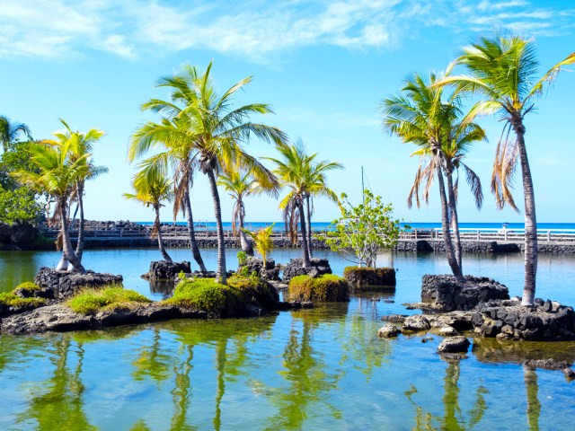 Palm trees in lagoon in Lahaina, Maui