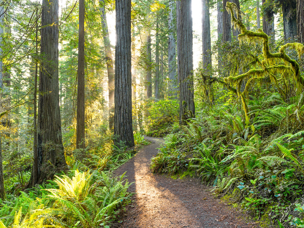 Hiking trail through Redwood National Park in California