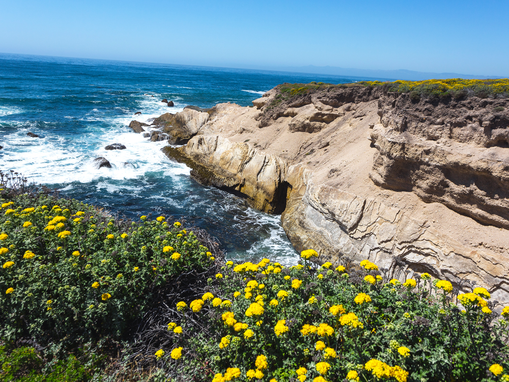 Yellow flowers blooming on cliff overlooking San Luis Obispo coast