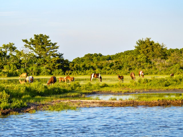 Wild horses grazing on Chincoteague Island in Virginia
