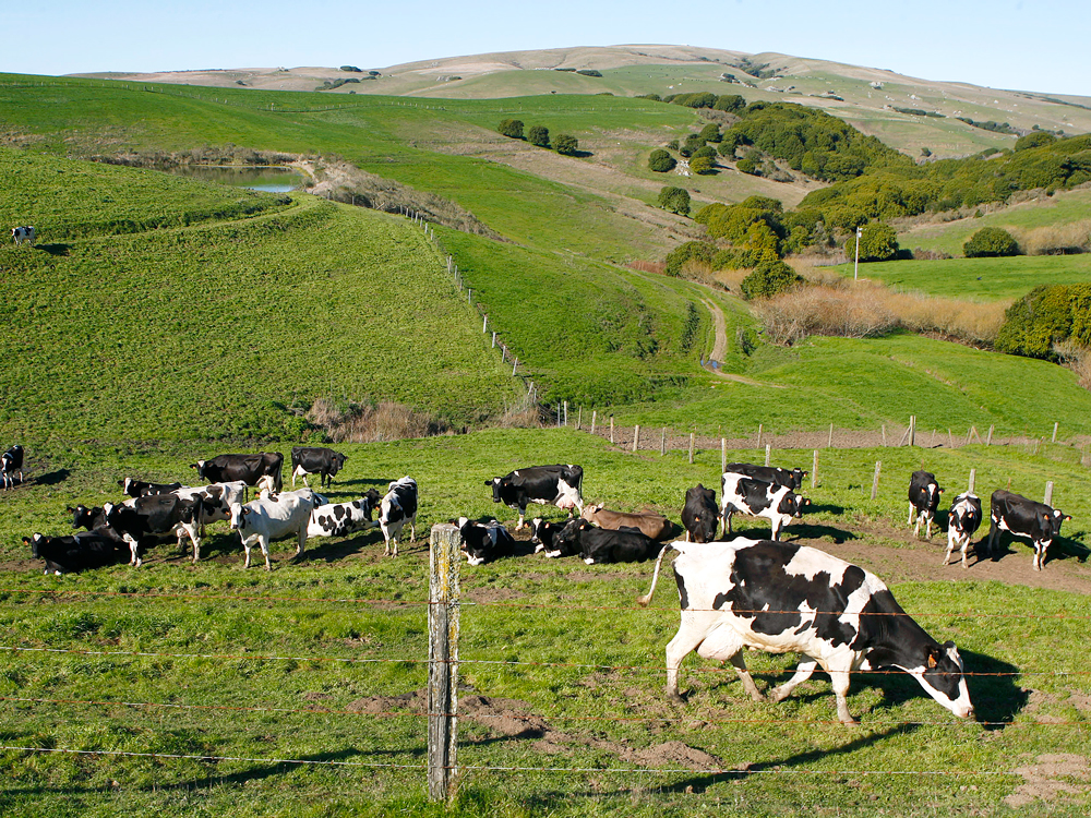 Cows grazing on rolling hills in California