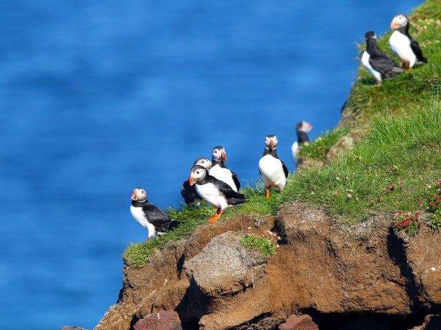 Group of puffins on grassy cliff in Iceland