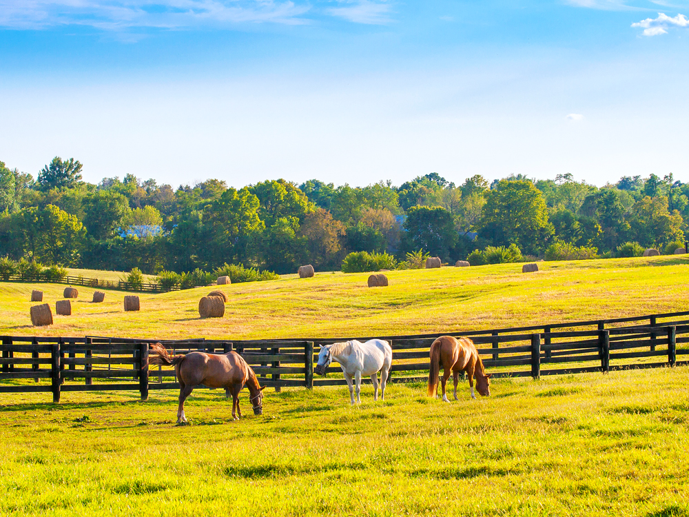 Horses grazing on farm in Kentucky