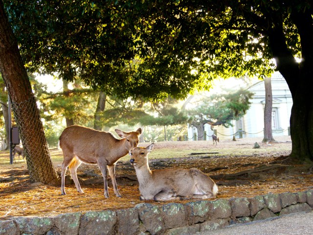 Pair of deer in Japan's Nara Park