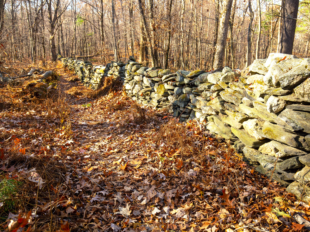 Stone walls surrounded by bare trees and fallen leaves in autumn