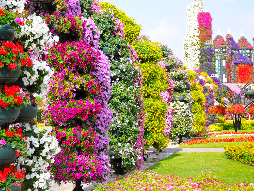 Wall of flowering plants at Dubai Miracle Garden