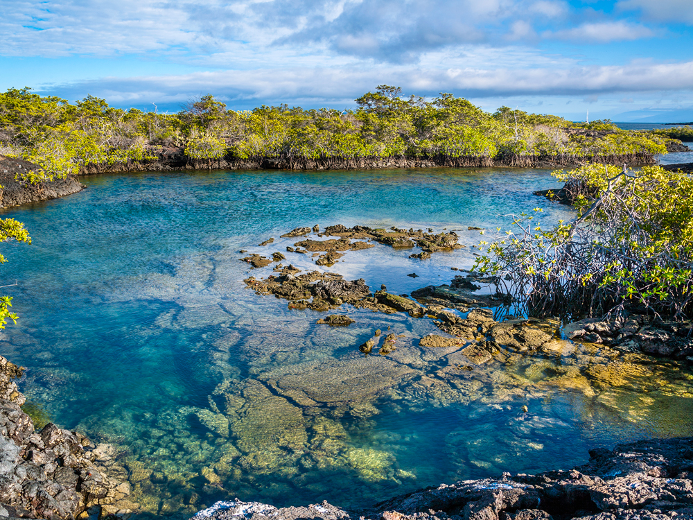 Sheltered bay surrounded by trees in Ecuador's Galápagos Marine Reserve