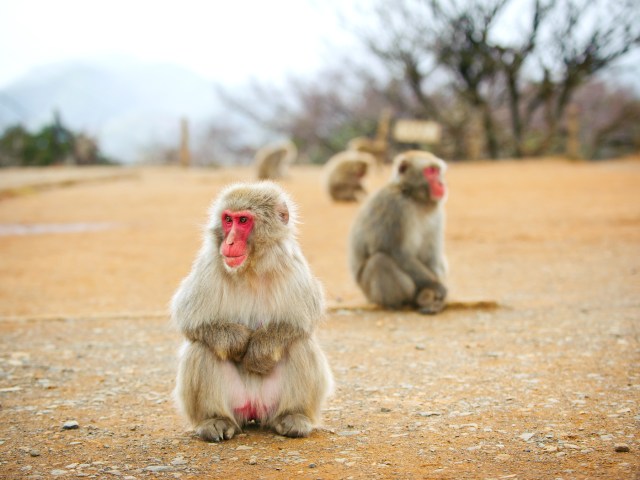 Japanese macaques in Arashiyama Monkey Park in Kyoto, Japan