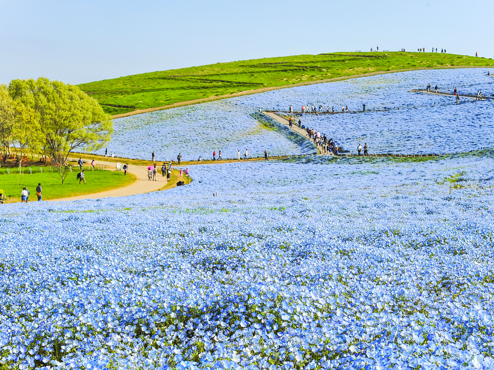 People walking on hills covered in bright blue flowers at Hitachi Seaside Park in Japan