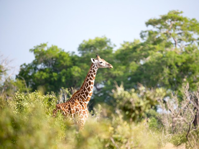 Giraffe surrounded by foliage