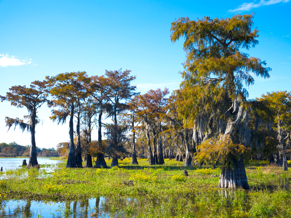 Bald cypress trees in swamp outside of Breaux Bridge, Louisiana