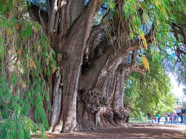 Image of Mexico's giant Árbol del Tule, known as the "Tree of Life"