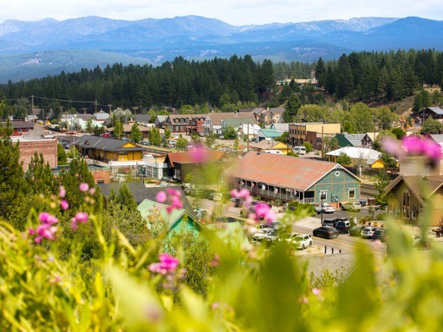 View of Truckee, California beyond flowers