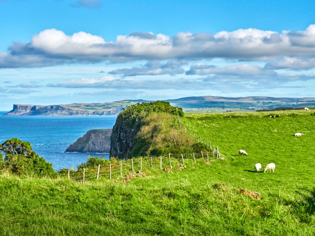 Sheep grazing on coastal cliffs in Ireland