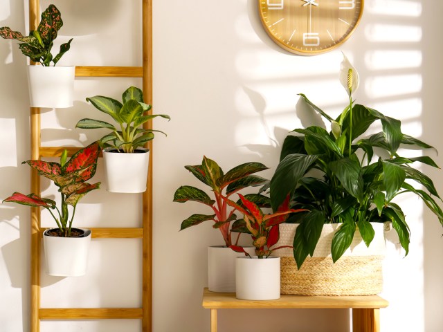 Houseplants of various sizes