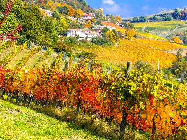 Vineyard on hillside in Tuscany, Italy, seen during fall