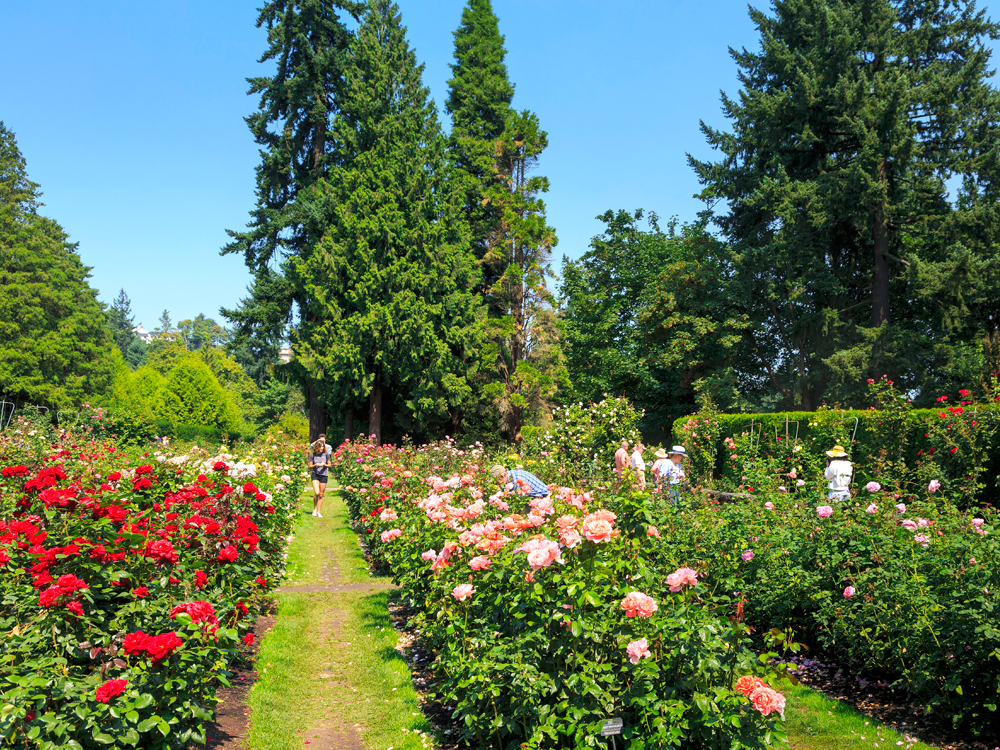 Visitors walking through the International Rose Test Garden in Portland, Oregon