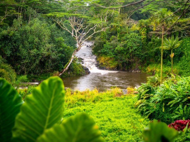 River flowing through rainforest of Mount Waialeale in Kauai, Hawaii