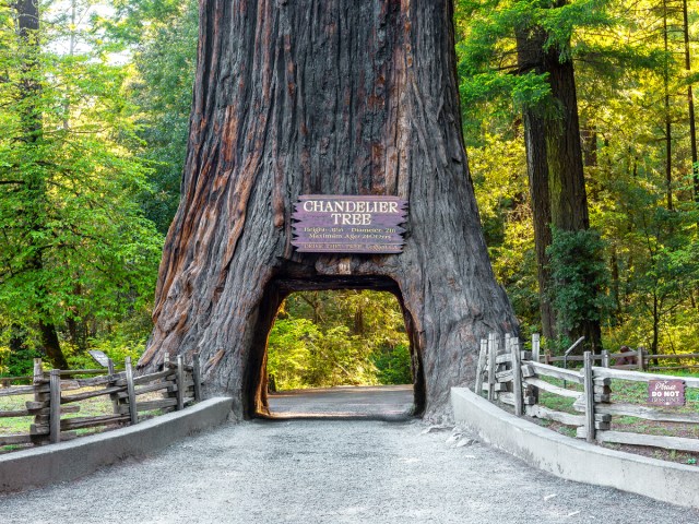 Road leading through the Chandelier Tree in California