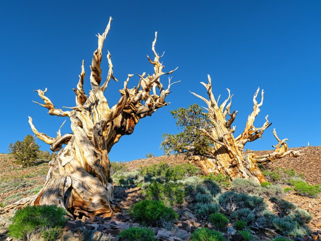 Twisted barren trees in the Ancient Bristlecone Pine Forest in California