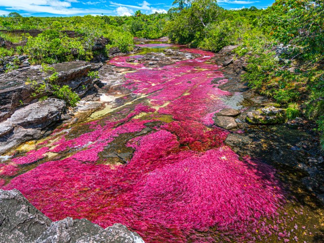 Bright red colors in Caño Cristales river, deemed Colombia’s “Liquid Rainbow”