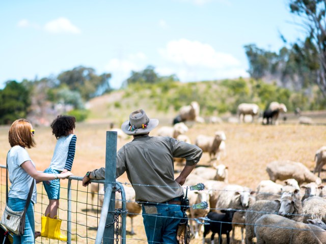 People observing animals at farm