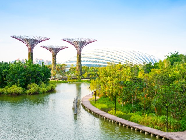 Human-made "supertrees" in Singapore's Gardens by the Bay