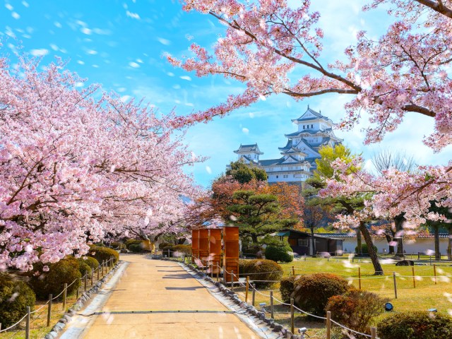 Cherry blossoms lining footpath in Kyoto, Japan