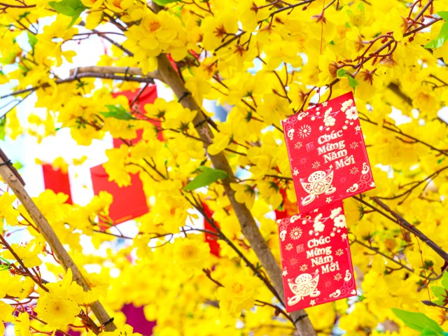 Decorations in tree for Tết Nguyên Đán new year festival in Vietnam