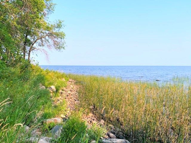 Grassy shoreline in Elm Point, Minnesota