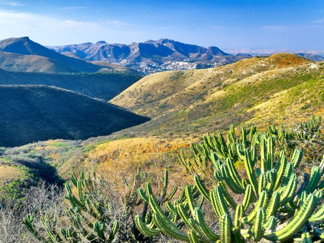 Cacti among mountains in the Mexican Plateau