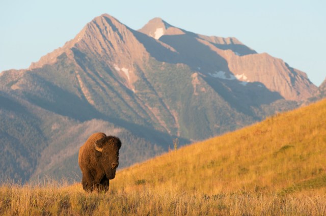 Bison standing in the mountains of Montana's Bison Range