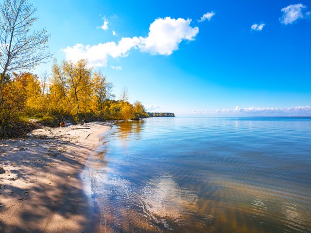 Trees and sandy beach on the shores of the Gulf of Ob, Russia