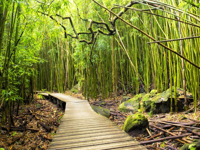 Wooden walkway through lush vegetation of Haleakalā National Park in Hawaii