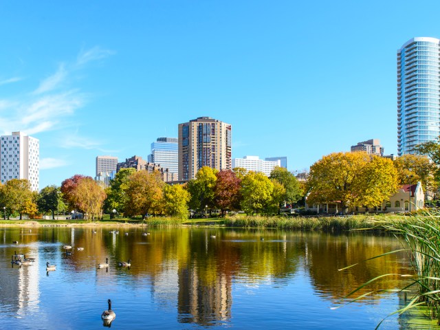 Ducks in Loring Park lake in Minneapolis, Minnesota