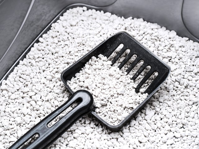 Shovel and cat litter