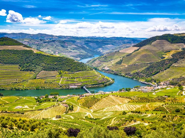 Overview of vineyards along the Douro River in Portugal