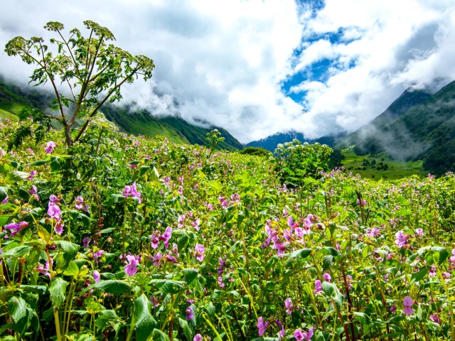 Blooming flowers in India's Valley of Flowers