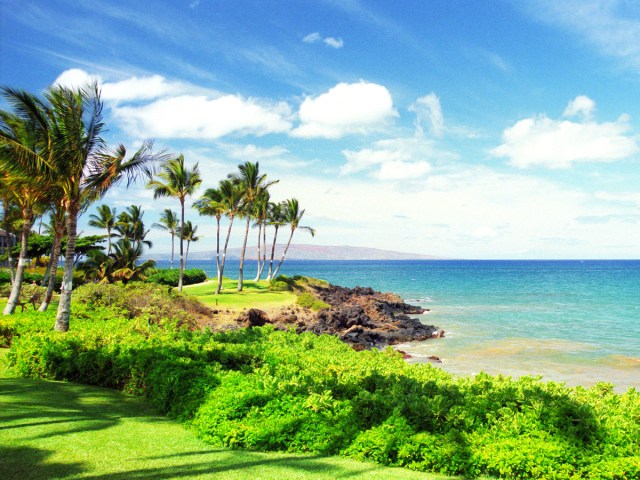 Palm trees along Hawaii coastline